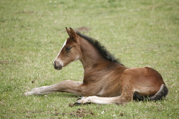 Fototapeta premium Young colt having fun in spring green field