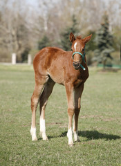 Fototapeta premium Young colt having fun in spring green field