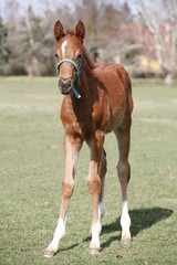 Fototapeta premium Young colt having fun in spring green field