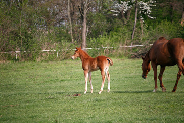 Young colt having fun in spring green field