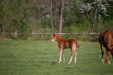 Young colt having fun in spring green field
