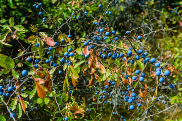 Berries of the blackthorn bush in forest on summer