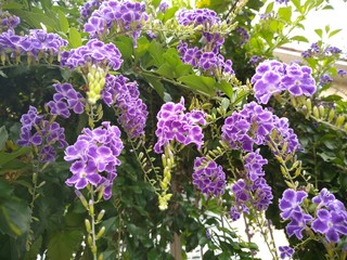 Obraz premium flores silvestre