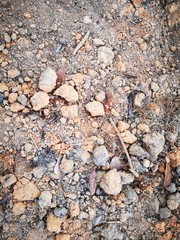 Closeup with stony rock background.