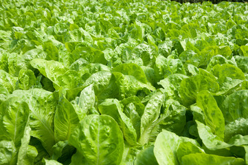 Growing organic hydroponic lettuce