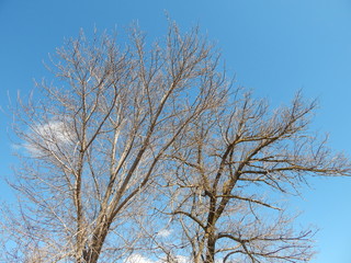 Tree branches on the background of the spring sky. Photo.
