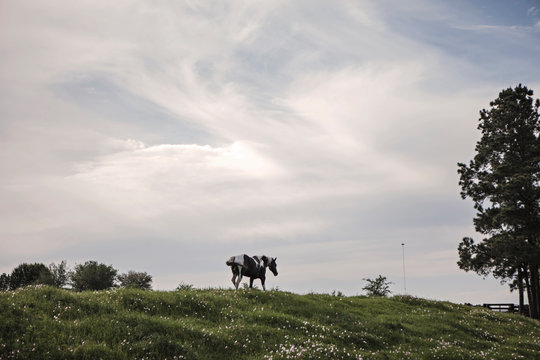 Horse in Hilly Pastures of Texas