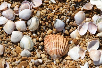 coquillages 