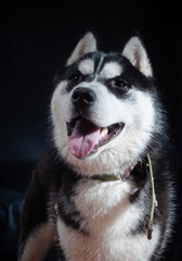 Portrait of a dog Siberian Husky in the studio