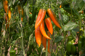Organic sweet orange pepper, in greenhouse