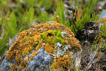 PARAMO DE SUMAPAZ-BOGOTA-COLOMBIA