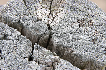 Lichen on a cracked old wooden post