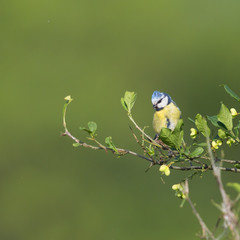 blue tit bird (parus caeruleus) in sunlight, green background
