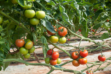 Growing tomatoes in a greenhouse