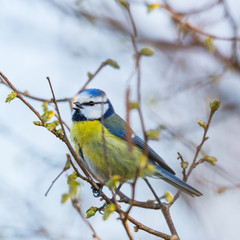 blue tit bird (parus caeruleus) singing in tree branches