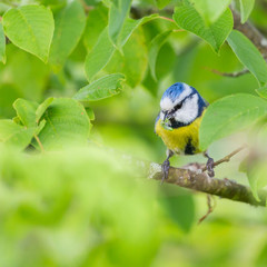 blue tit bird (parus caeruleus) in green foliage with caterpillar in beak