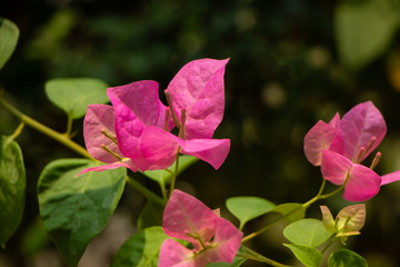 Obraz premium Pink Bougainvillea flower