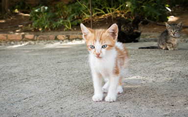 Naklejka na ściany i meble white and orange kitty cat 