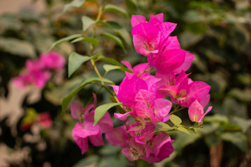 Pink  Bougainvillea flower