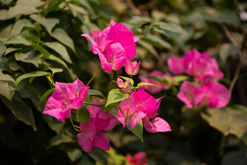 Pink  Bougainvillea flower