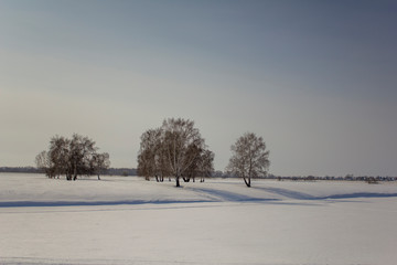 birch trees in a snowy desert under a clear blue sky