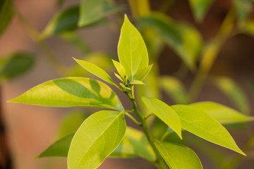 Obraz premium Leaf of Cinnamomum camphora tree