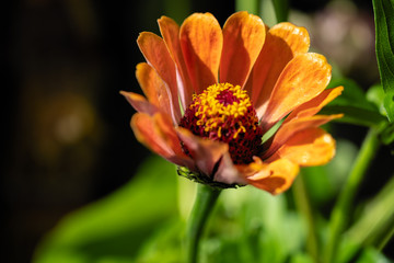 The flower of the zinnia major bright on a black background