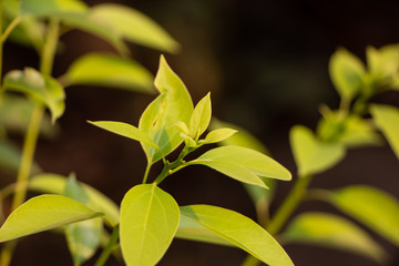 Leaf of Cinnamomum camphora tree