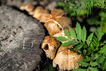 forest mushrooms on hemp