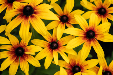 many bright yellow daisy flowers