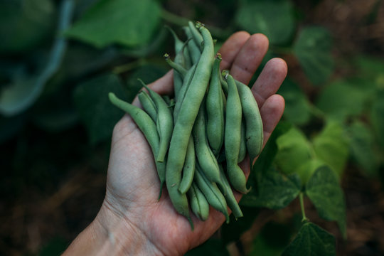 Hand of farmer holding freshly picked green bean