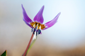 Erythronium dens-canis, the dog's-tooth-violet