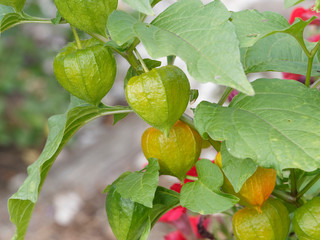 Physalis alkekengi ou Lanterne chinoise