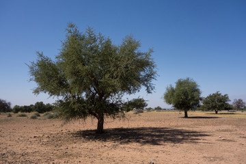 Obraz premium Arganbaum oder Arganie Marokko