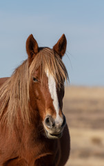 Obraz premium Wild Horse in Winter in Utah