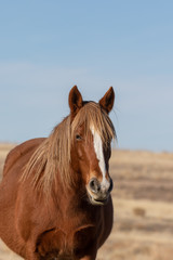 Obraz premium Wild Horse in Winter in Utah