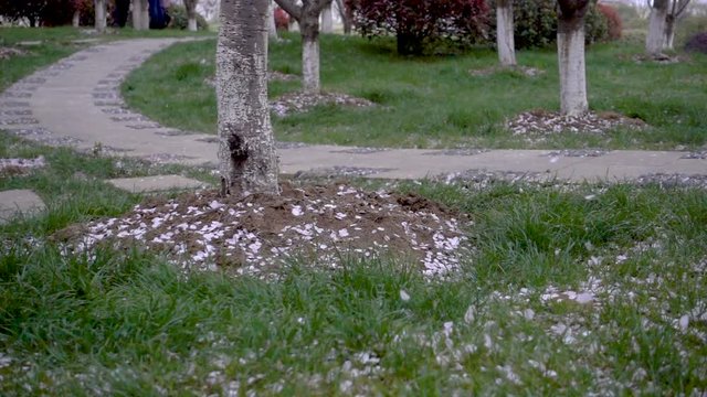 Cherry blossoms flutter to the grass in slow motion