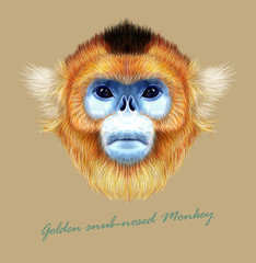 Golden snub-nosed monkey wild animal blue face. Vector Asian, Chinese, Japanese funny red-haired head primate portrait. Realistic fur portrait of jungle golden ape isolated on tan background.
