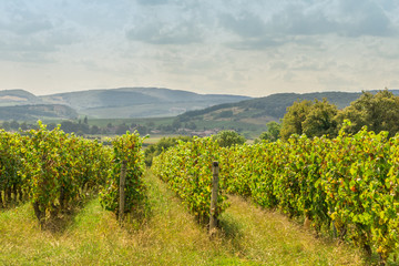 Fototapeta na wymiar Rows of vineyard grape plants with cloudy sky in Bourgogne, France, beautiful landscape