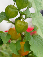 Physalis alkekengi ou coqueret alkékenge au calice immature
