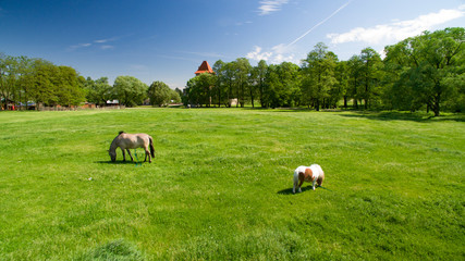 Ponies graze on the green vibrant grass. Old castle in the background.