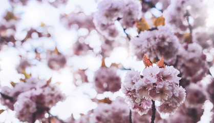 macro pink blossom cherry tree in spring garden, sakura tree on background closeup, beautiful romantic flowers for card clean space for text, blooming flora outdoor springtime concept