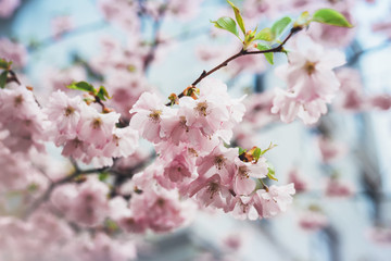 Obraz premium pink blossom tree on background sun flare in green spring garden, beautiful romantic flowers in nature for card clean space for text, blooming bud flora outdoor springtime concept