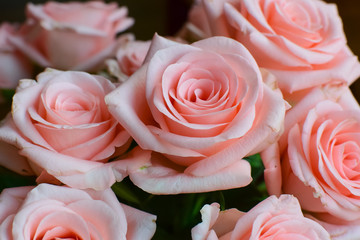 Pink roses close-up. Texture, background.