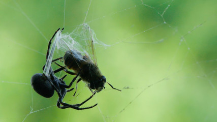 Slow motion footage of black big spider wrapping a fly in a silk web, on a green vibrant background in forest