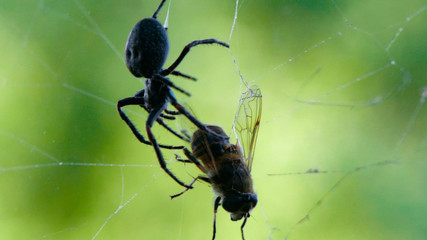 Slow motion footage of black big spider wrapping a fly in a silk web, on a green vibrant background in forest