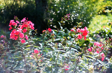 beautiful pink flowers in the garden
