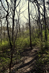 trees in the green park 