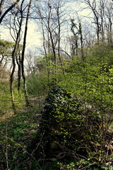 Fototapeta na wymiar trees in the green park 