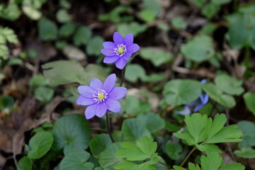 blue  flowers in forest, spring 
